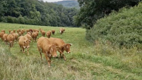 Video Limousin Rinder