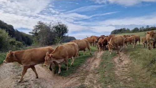 Video Limousin Rinder